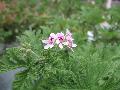 Spicy Geranium 